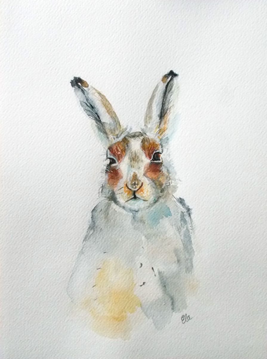 Hare by Daniela Ela  Kocicka  Beuk