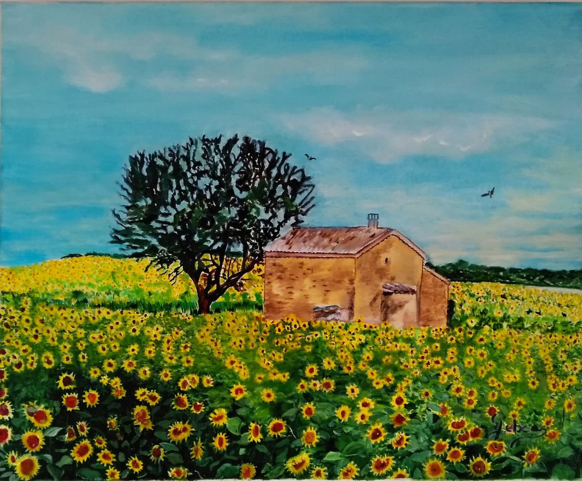 Flowers sunflowers - countryside - plant - by Isabelle Lucas