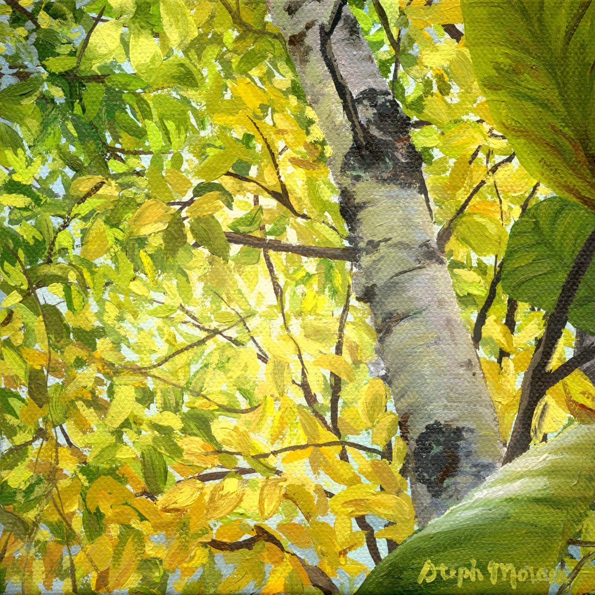 Photorealistic Botanical Oil Painting By Steph Moraca, 8 X 8", Autumn Birch, Original Artwork