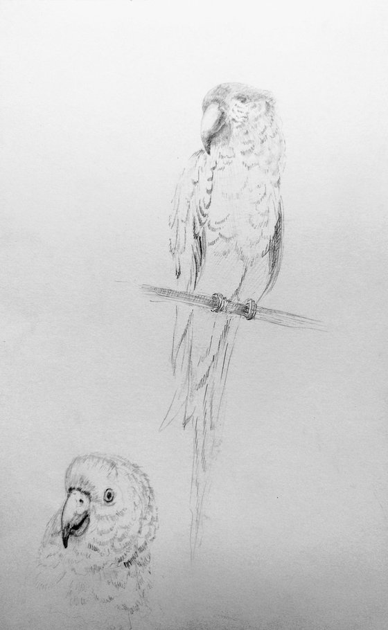 Budgerigar. Original pencil drawing.