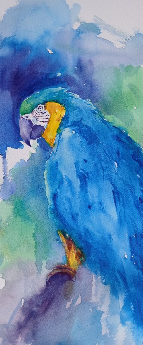 parrot 17 by Giorgio Gosti