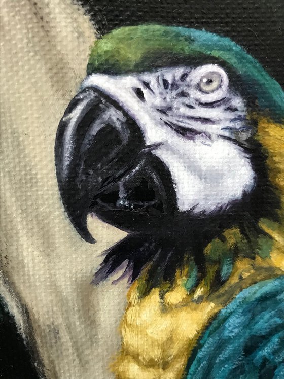 Parrots in the Jungle