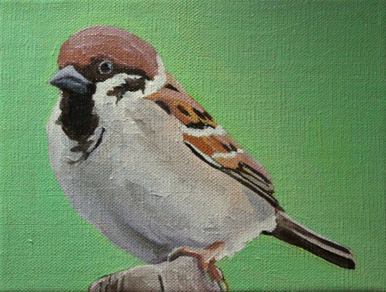 Head Sparrow