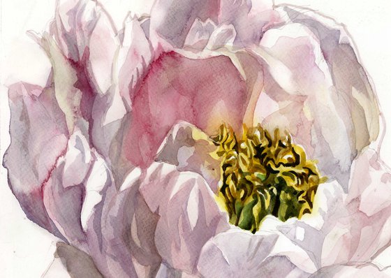 soft pink peony watercolor floral