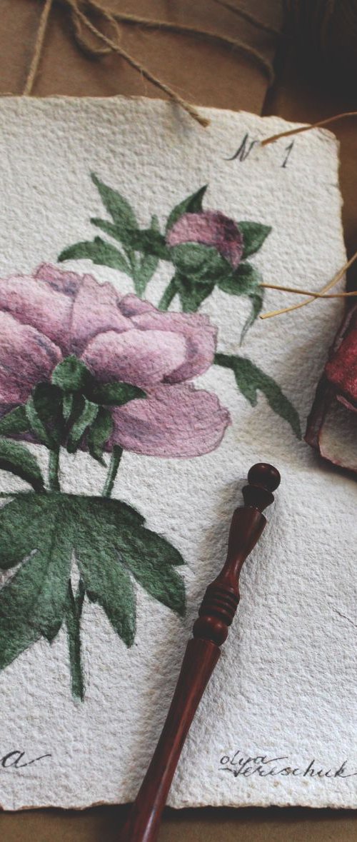 Paeonia by Olya Tereschuk