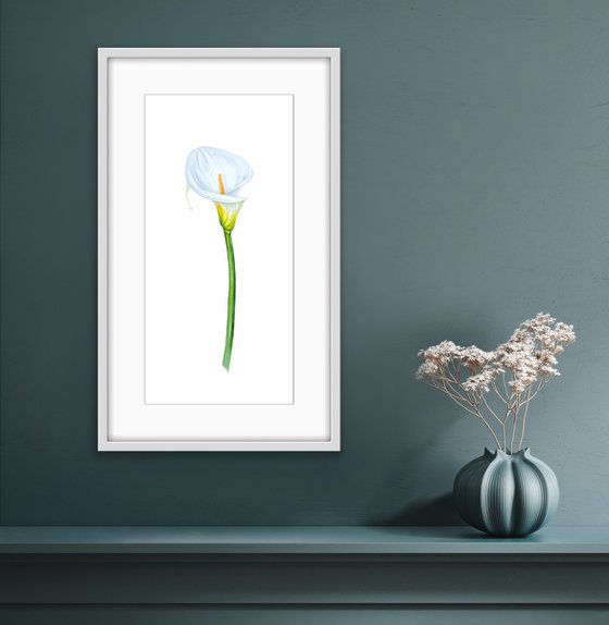 Zantedeschia white. Original watercolor artwork.