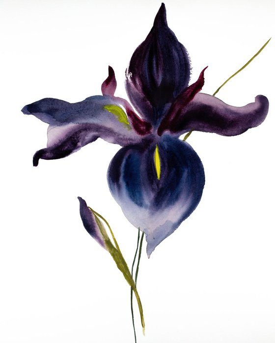 Iris No. 83