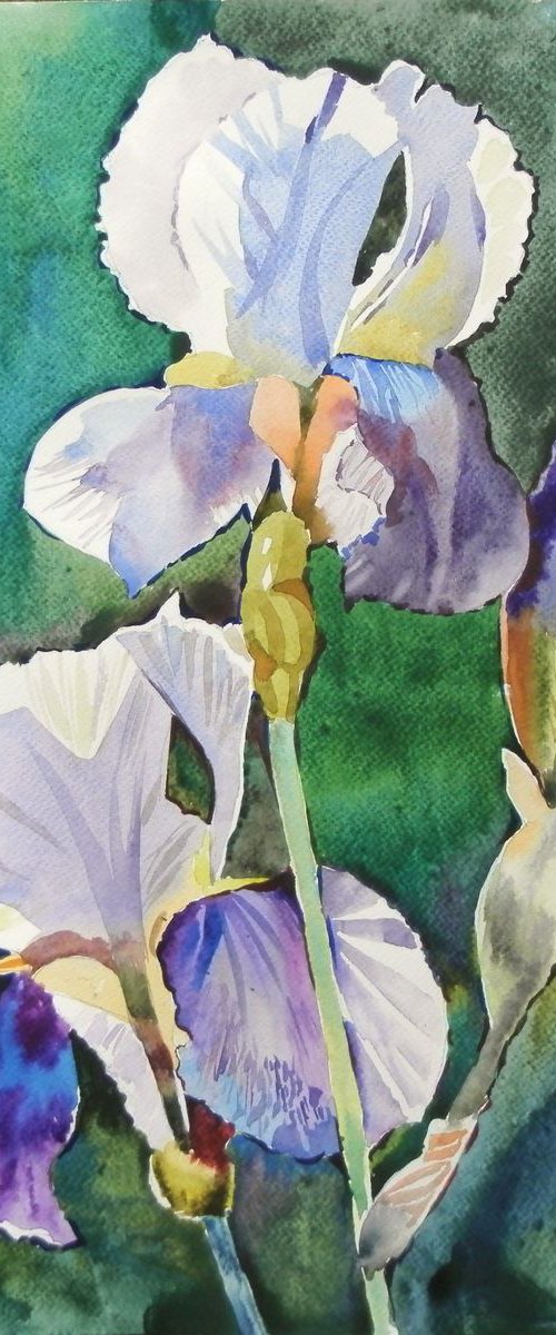 irises by Valentina Kachina