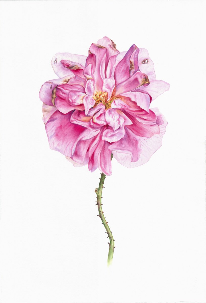 Photorealistic Watercolour , Fading Peony By Maryna Boiko, 15 X 22, Artwork For Sale On Artfinder