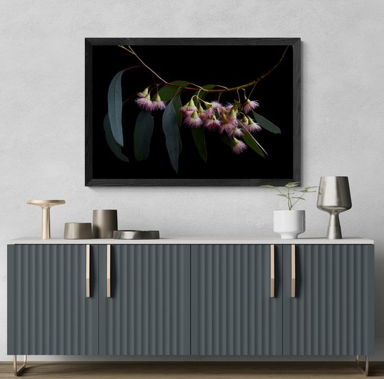 Eucalyptus Rosea