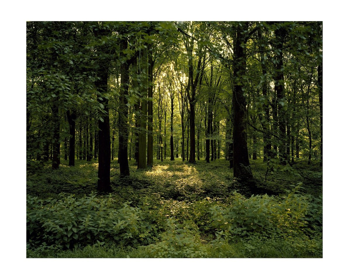 Landscape Photograph By John Angerson Studio, 16 X 12, Delville Wood, France., Original Artwork