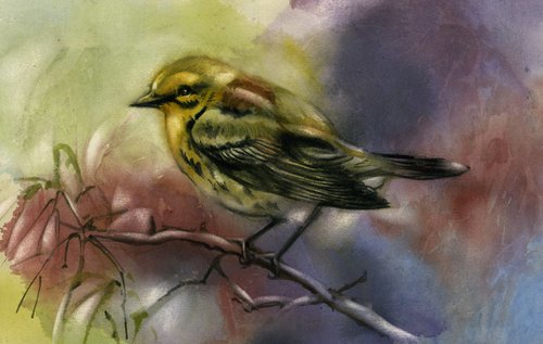 pine warbler watercolor by Alfred  Ng