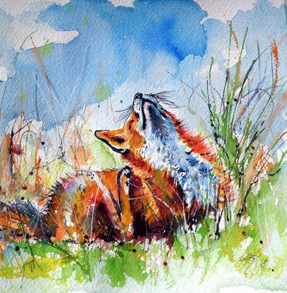 Red fox resting II