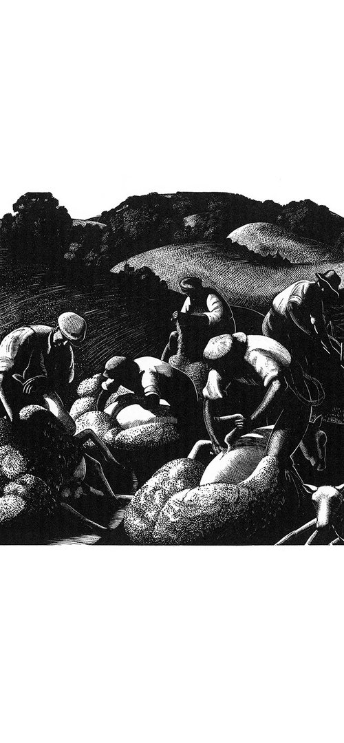 May: Sheep Shearing by Clare Leighton