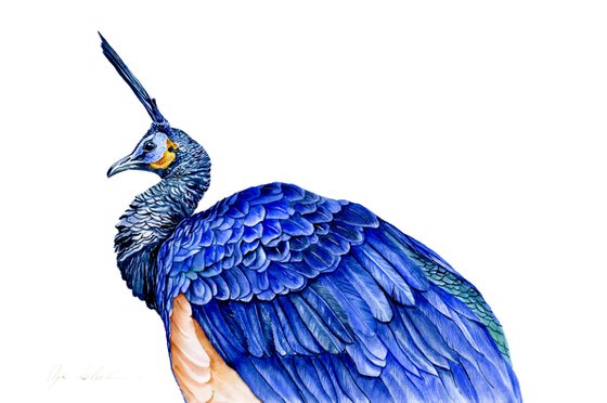 Peafowl Portrait