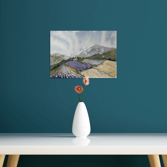 Lavender in Provence 3