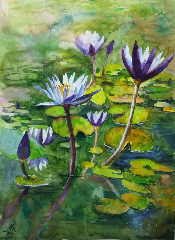 Purple water lily