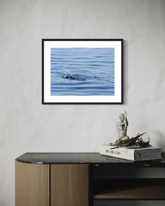 DOLPHIN WAKE