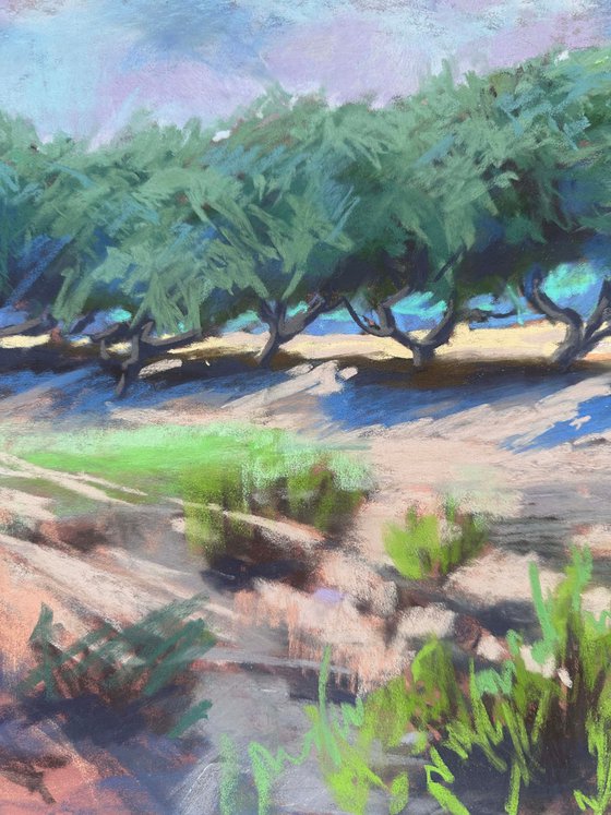 Olive trees