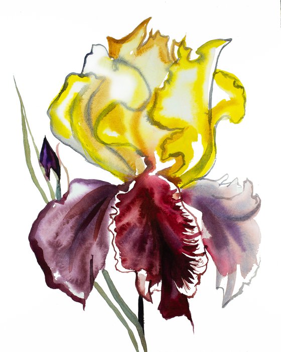 Iris No. 122