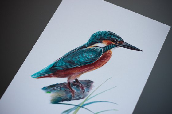 River Kingfisher