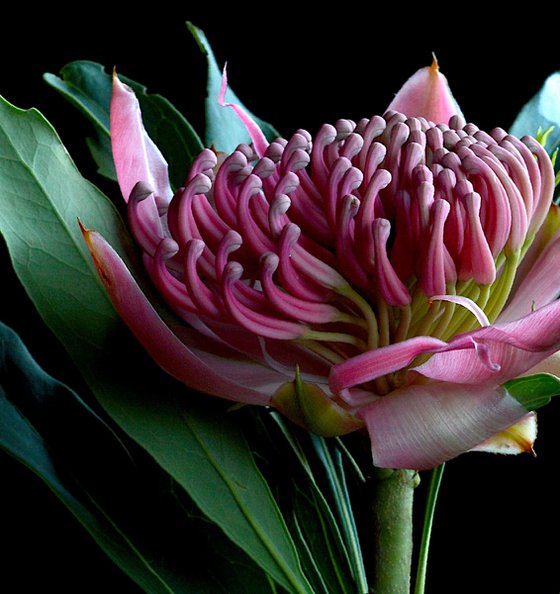 Pink Waratah