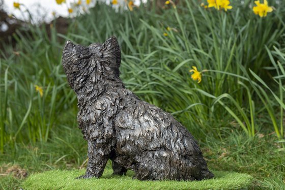 West Highland Terrier BR