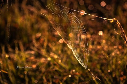Spider web by Simona Serdiuc