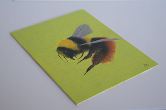 Blaeberry Bumblebee - Bombus Monticola