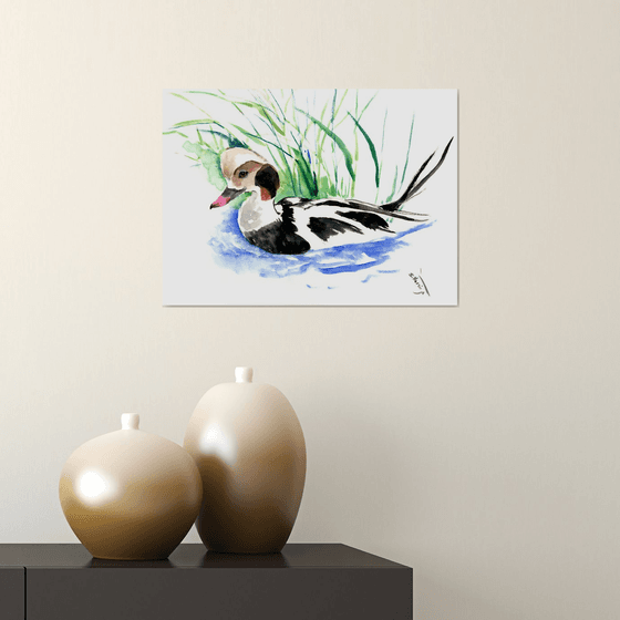 Long-tailed duck, bird painting