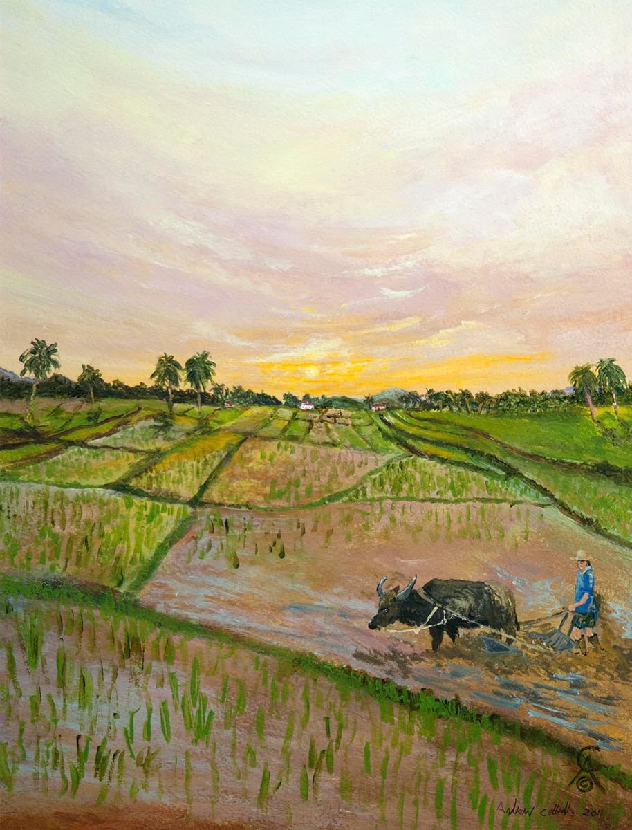 Ploughing Rice Paddies by Andrew Cottrell