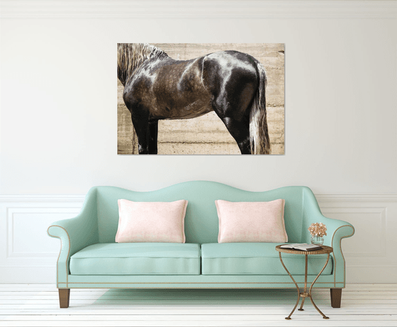 ANDALUCIAN STALLION