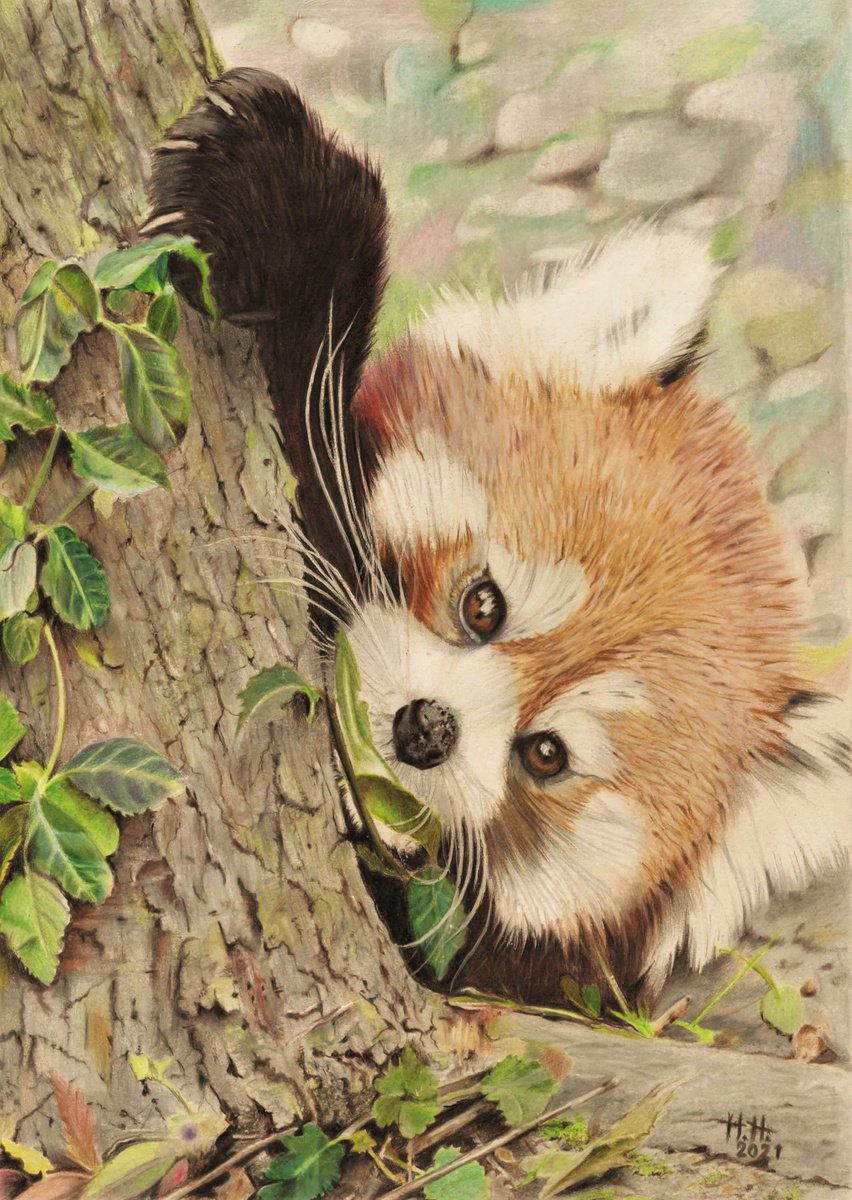 Red panda 6 by HENDRIK HERMANS