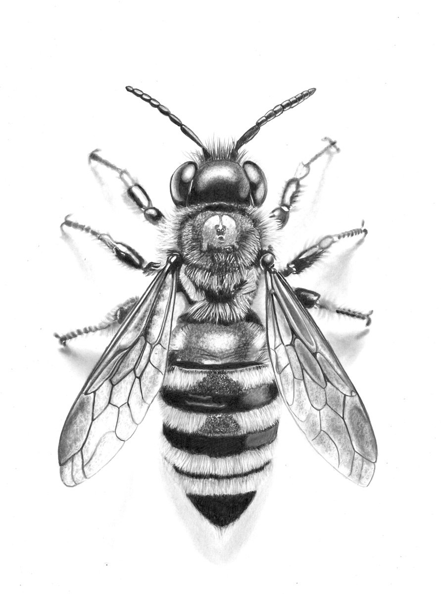 Bee in Pencil #3 by Paul Stowe