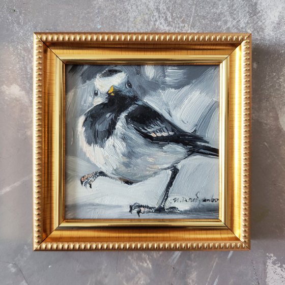 Black and white bird