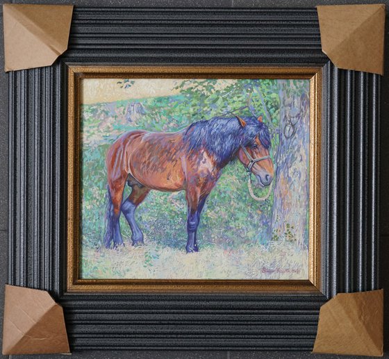 Horse in the shade of trees