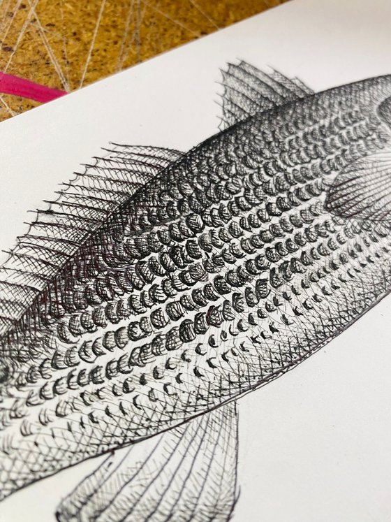 Draw a Fish: Pen and Ink Drawing with Digital Painting