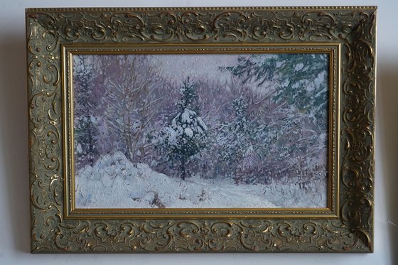 Snow-covered pine trees in Kuzminki Park