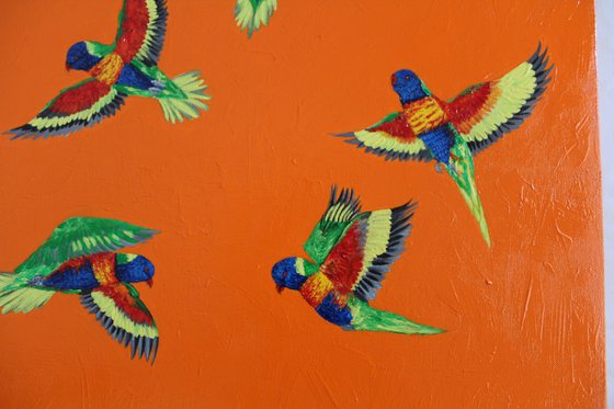 Rainbow Lorikeets in Flight