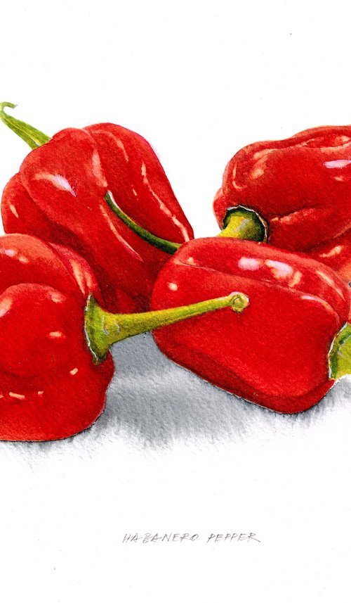Habanero pepper by REME Jr.