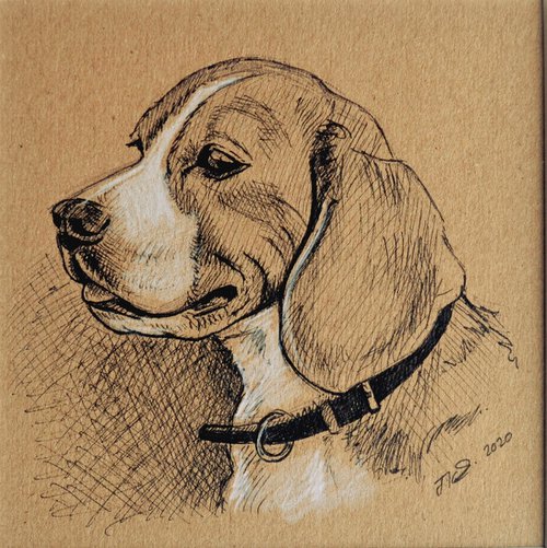 Beagle Study by Joanne Kitson