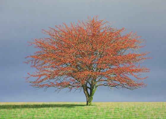Hawthorn Tree