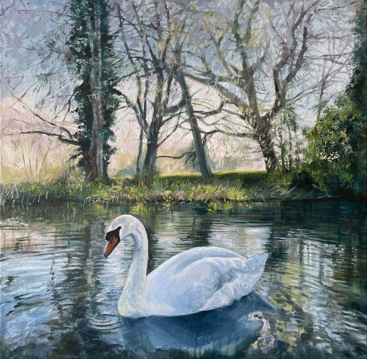 Impressionistic Animal Oil Painting By Hannah Bruce, 22 X 22, Spring Swan On The Canal, Original Artwork
