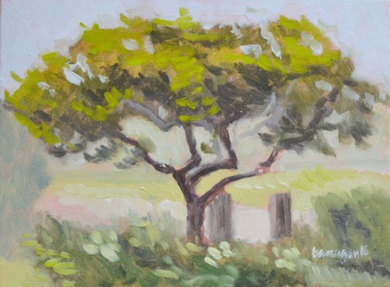Tree in the Villa above Florence Italy Plein Air Landscape Oil Painting