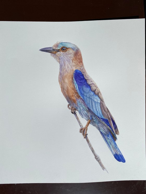 European Roller