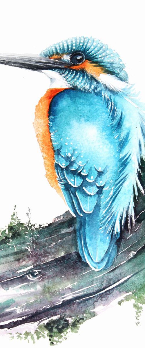 Kingfisher on branch, wildlife, birds watercolours by Karolina Kijak