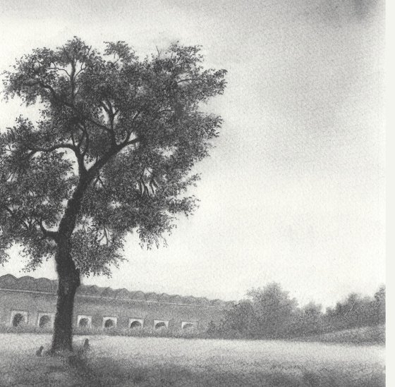 Indian Lilac Tree