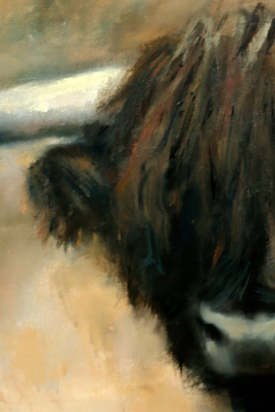 Scottish Highland Cow Portrait, 70x100cm, Oil Painting, Breathtaking Detail, Rustic Charm, Perfect Wall Art for Nature Lovers