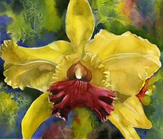 Christmas Orchid