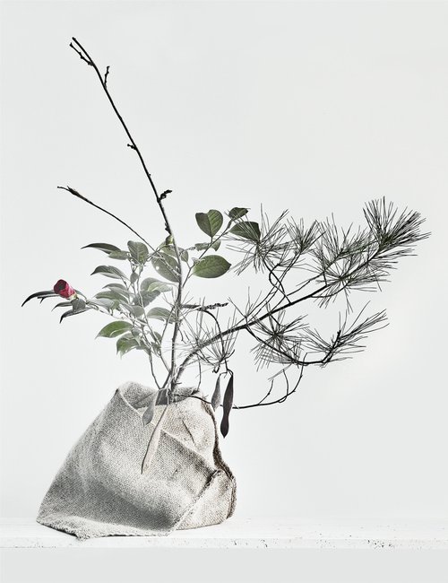 White Light#013-Camellia, Pine, Wisteria Seed Pods- by Keiichiro Muramatsu